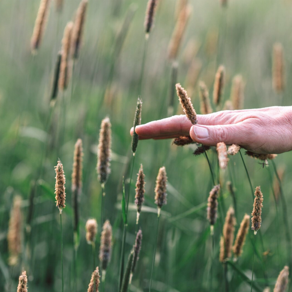 Astrid Schröder Heilpraktikerin / Körperpsychotherapie Astrid Schröder Heilpraktikerin / Körperpsychotherapie / eine Hand streift über Gräser